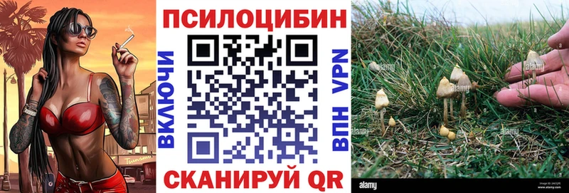 Псилоцибиновые грибы Psilocybe  где купить   Светогорск 